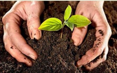 CURSO GRATUITO DE TÉCNICAS DE PRODUCCIÓN Y MÉTODOS DE FERTILIZACIÓN ORGÁNICA EN EXPLOTACIONES HORTICULTORAS EN ECOLÓGICO